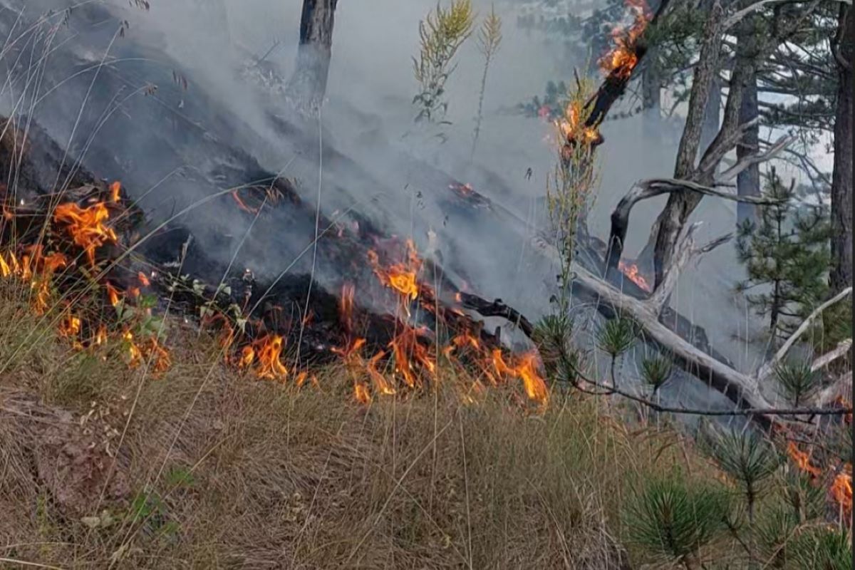 Pozar na divčibarama